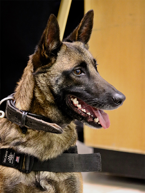Explosive Detection Dogs