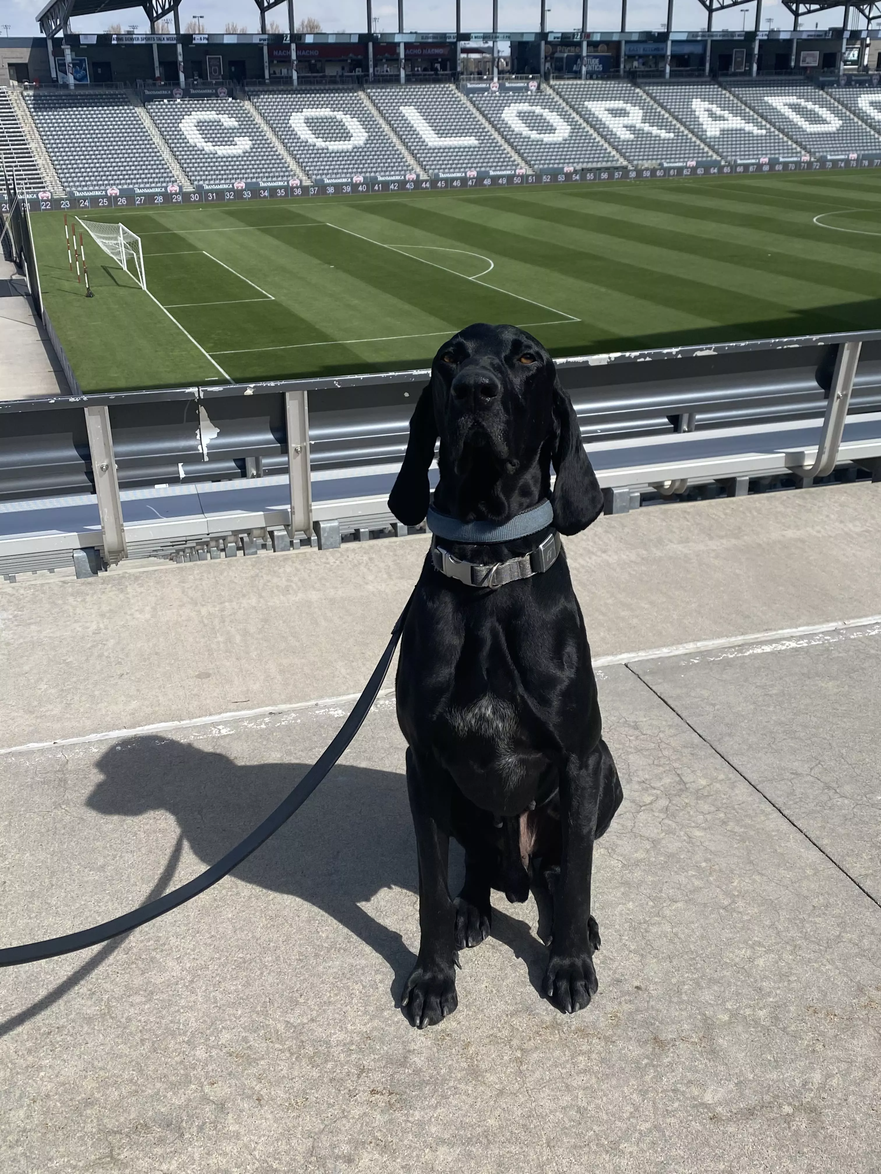 Drug Dog Services